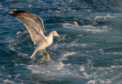 GABBIANO REALE; Yellow-legged Gull; Goéland leucophée; Larus michahellis  - Luogo: Versilia, litorale viareggino (LU)
