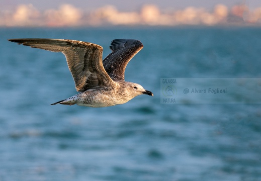 GABBIANO REALE; Yellow-legged Gull; Goéland leucophée; Larus michahellis  - Luogo: Versilia, litorale viareggino (LU)