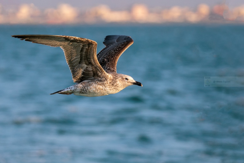 GABBIANO REALE, Yellow-legged Gull, Larus cachinnans - Luogo: Versilia, litorale viareggino (LU)
