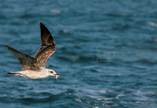 GABBIANO REALE; Yellow-legged Gull; Goéland leucophée; Larus michahellis  - Luogo: Versilia, litorale viareggino (LU)