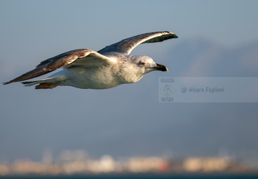 GABBIANO REALE; Yellow-legged Gull; Goéland leucophée; Larus michahellis  Luogo: Versilia, litorale viareggino (LU)