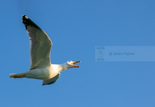 GABBIANO REALE; Yellow-legged Gull; Goéland leucophée; Larus michahellis  - Luogo: Versilia, litorale viareggino (LU)