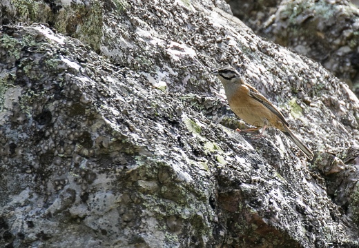 ZIGOLO MUCIATTO, Rock Bunting, Emberiza cia