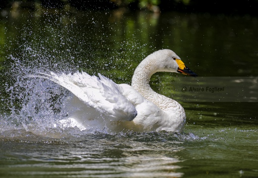 CIGNO MINORE, Bewick's Swan , Cygnus columbianus - Luogo: Lago di Costanza - Berlingen (CH) 