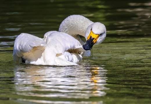 CIGNO MINORE, Bewick's Swan , Cygnus columbianus - Luogo: Lago di Costanza - Berlingen (CH) 