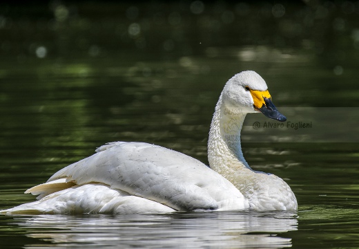 CIGNO MINORE, Bewick's Swan , Cygnus columbianus - Luogo: Lago di Costanza - Berlingen (CH) 