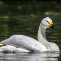 CIGNO MINORE, Bewick's Swan , Cygnus columbianus - Luogo: Lago di Costanza - Berlingen (CH) 