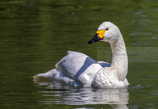 CIGNO MINORE, Bewick's Swan , Cygnus columbianus - Luogo: Lago di Costanza - Berlingen (CH) 