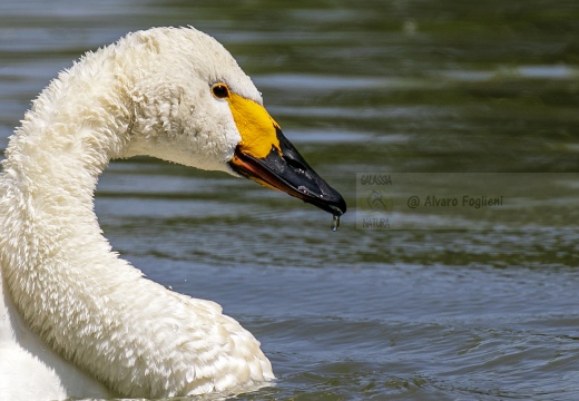 CIGNO MINORE, Bewick's Swan , Cygnus columbianus - Luogo: Lago di Costanza - Berlingen (CH) 