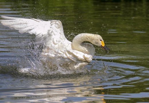 CIGNO MINORE, Bewick's Swan , Cygnus columbianus - Luogo: Lago di Costanza - Berlingen (CH) 