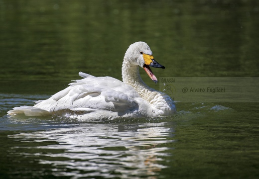 CIGNO MINORE, Bewick's Swan , Cygnus columbianus - Luogo: Lago di Costanza - Berlingen (CH) 