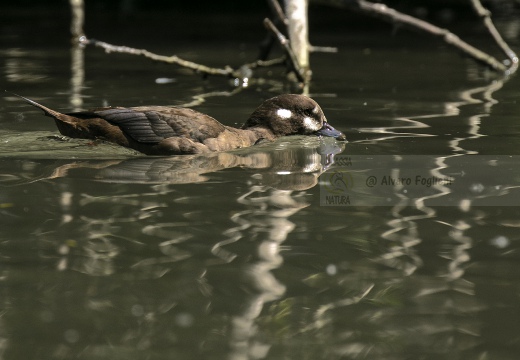 MORETTA ARLECCHINO, Harlequin duck,  Histrionicus histrionicus - Località: Friuli Venezia Giulia (TS)