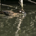 MORETTA ARLECCHINO, Harlequin duck,  Histrionicus histrionicus - Località: Friuli Venezia Giulia (TS)