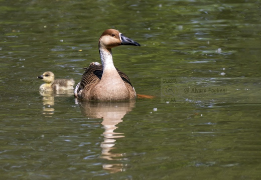 OCA CIGNOIDE - Swan goose - Anser cygnoides - Luogo:Lago di Como - Domaso (CO)