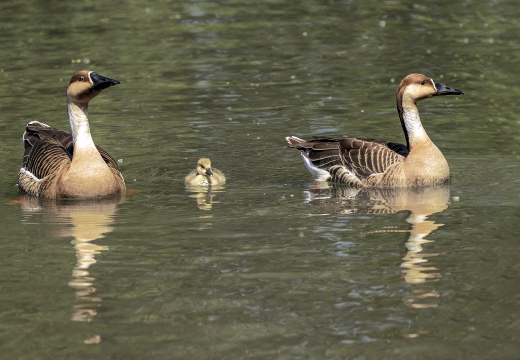 OCA CIGNOIDE - Swan goose - Anser cygnoides - Luogo:Lago di Como - Domaso (CO)