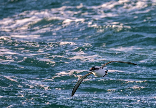 BERTA MINORE MEDITERRANEA, Mediterranean shearwater, Puffinus yelkouan - Località: Versilia, litorale viareggina (LU)