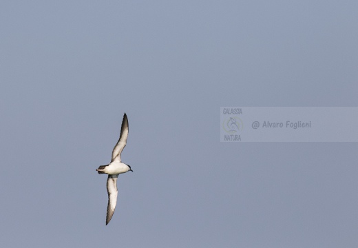 BERTA MINORE MEDITERRANEA, Mediterranean shearwater, Puffinus yelkouan - Località: Versilia, litorale viareggina (LU)