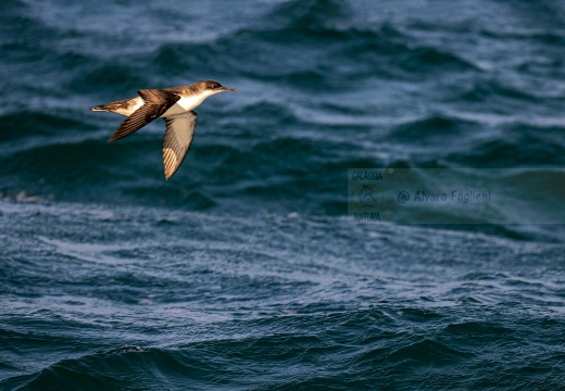 BERTA MINORE MEDITERRANEA, Mediterranean shearwater, Puffinus yelkouan - Località: Versilia, litorale viareggina (LU)