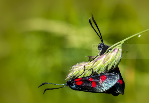 ZIGENA (Zygaena ephialtes) - Località: Colline Oltrepò pavese (PV)