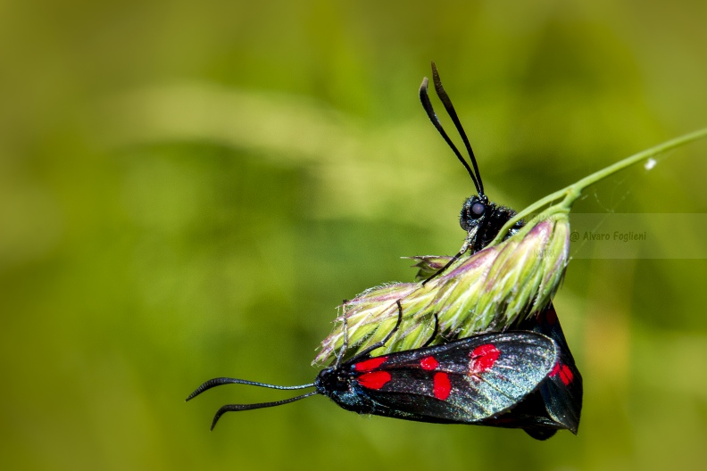 Zygaena ephialtes_MG_3647.jpg