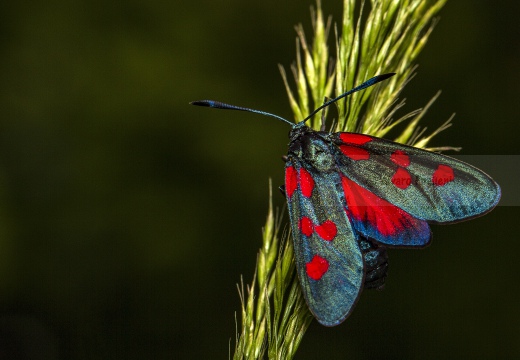 ZIGENA (Zygaena ephialtes) - Località: Colline Oltrepò pavese (PV)