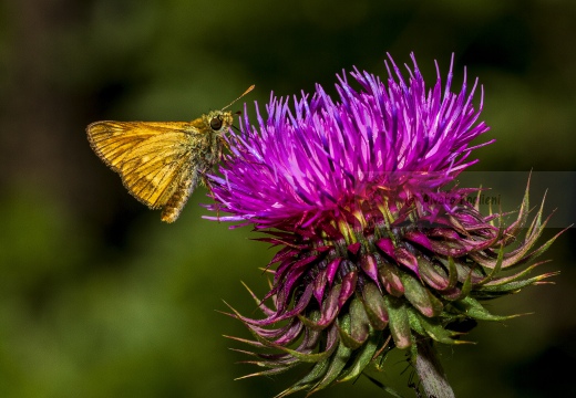 ESPERIDE (Thymelicus silvestris) - Località: Alta Val Tidone (PV)