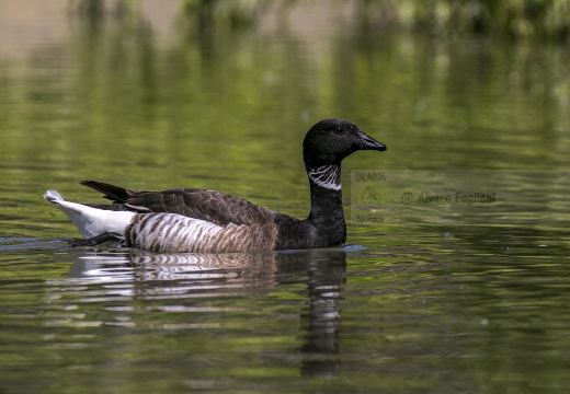 OCA COLOMBACCIO, Brant, Branta bernicla - Località: Lagune di Baseleghe (VE)