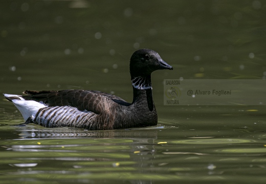 OCA COLOMBACCIO, Brant, Branta bernicla - Località: Lagune di Baseleghe (VE)