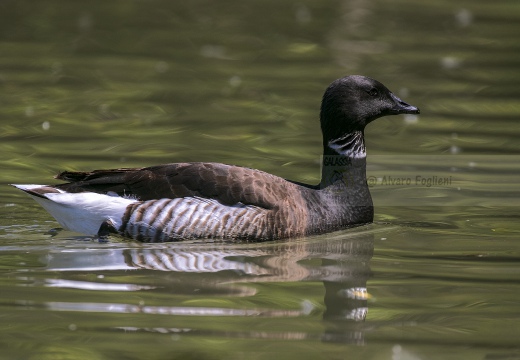 OCA COLOMBACCIO, Brant, Branta bernicla - Località: Lagune di Baseleghe (VE)