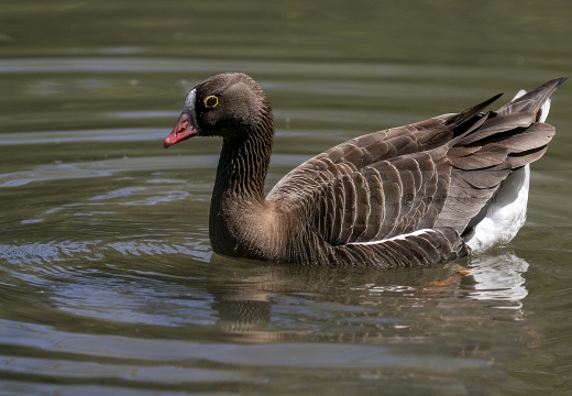 OCA LOMBARDELLA MINORE, Lesser white-fronted goose, Anser erythropus - Località: Isola della Cona (GO)