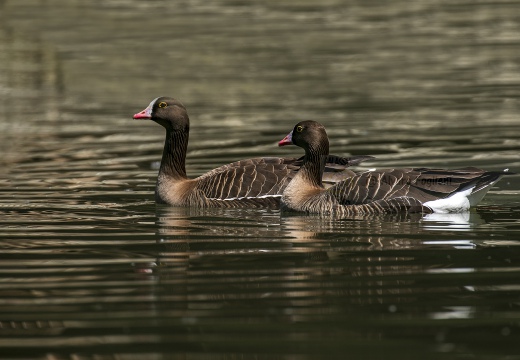 OCA LOMBARDELLA MINORE, Lesser white-fronted goose, Anser erythropus - Località: Isola della Cona (GO)