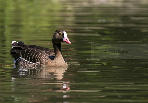 OCA LOMBARDELLA MINORE, Lesser white-fronted goose, Anser erythropus - Località: Isola della Cona (GO)