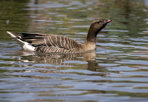 OCA GRANAIOLA, Taiga bean goose, Anser fabalis - Località: Parco regionale veneto del delta del Po (RO)