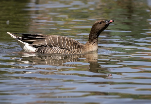 OCA GRANAIOLA, Taiga bean goose, Anser fabalis - Località: Parco regionale veneto del delta del Po (RO)