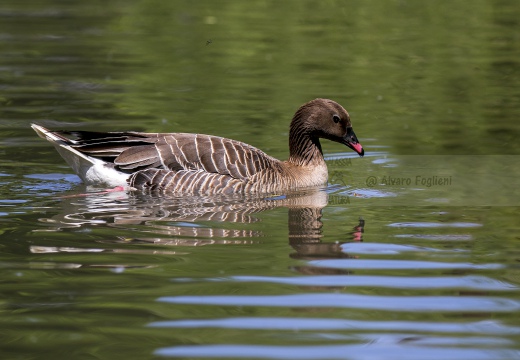 OCA GRANAIOLA, Taiga bean goose, Anser fabalis - Località: Parco regionale veneto del delta del Po (RO)