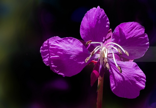 Valtournenche - Fiore a Chamois (AO)