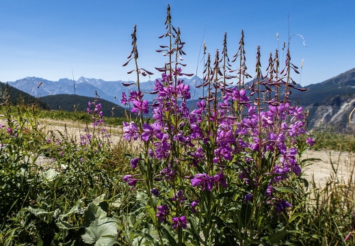 Chamois - Valtournenche (AO)