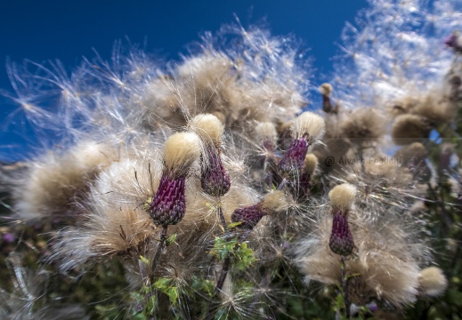 Carduus carlinifolius [Cardo alpino] - Valtournenche