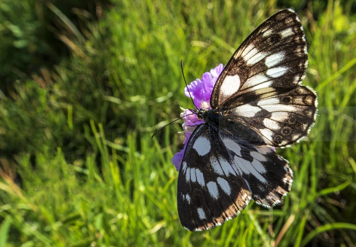 GALATEA, Marbled white, Melanargia galathea - Monte Barro (LC) 