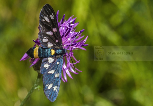 FEGEA o pretino (Amata phegea) - Località: Monte Barro (LC)