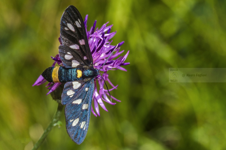 Amata phegea 20180709_0837.jpg