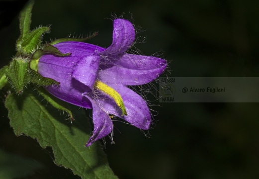 Campanula barbata - Monte Barro (LC)