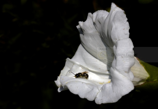 VILUCCHIO BIANCO (Calystegia sepium) - Monte Barro (LC)