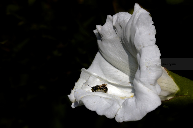 Vilucchio bianco (Calystegia sepium) 20180709_0864.jpg