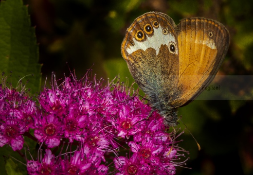 Coenonympha arcania - Monte Barro (LC)