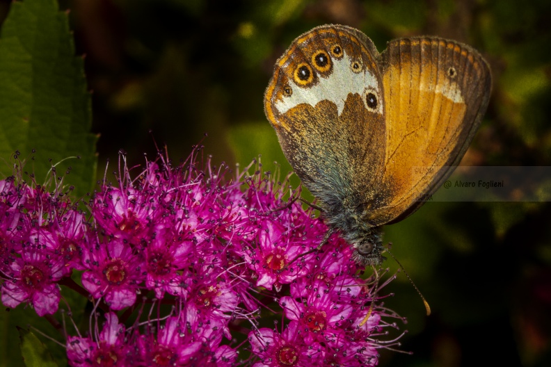 Coenonympha arcania 20180709_0870.jpg