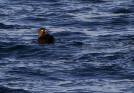 ORCO MARINO, Velvet scoter, Melanitta fusca - Località: lago di Lecco (LC)