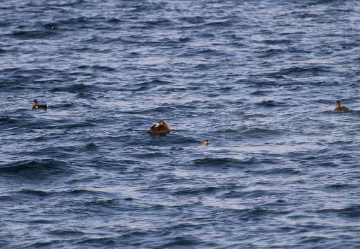 ORCO MARINO, Velvet scoter, Melanitta fusca - Località: lago di Lecco (LC)