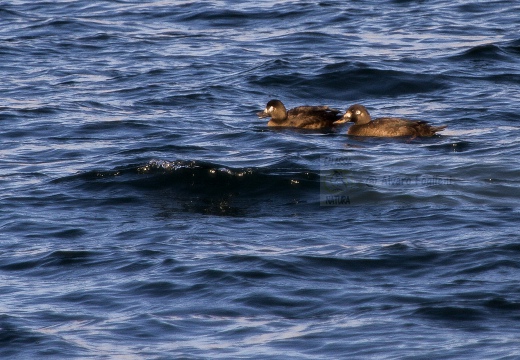 ORCO MARINO, Velvet scoter, Melanitta fusca - Località: lago di Lecco (LC)