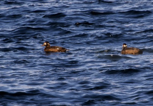 ORCO MARINO, Velvet scoter, Melanitta fusca - Località: lago di Lecco (LC)